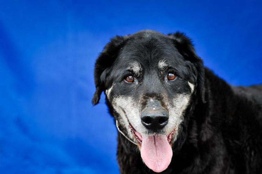 Help Save Crystal and others at Baldwin Park Animal Shelter (VIDEOS