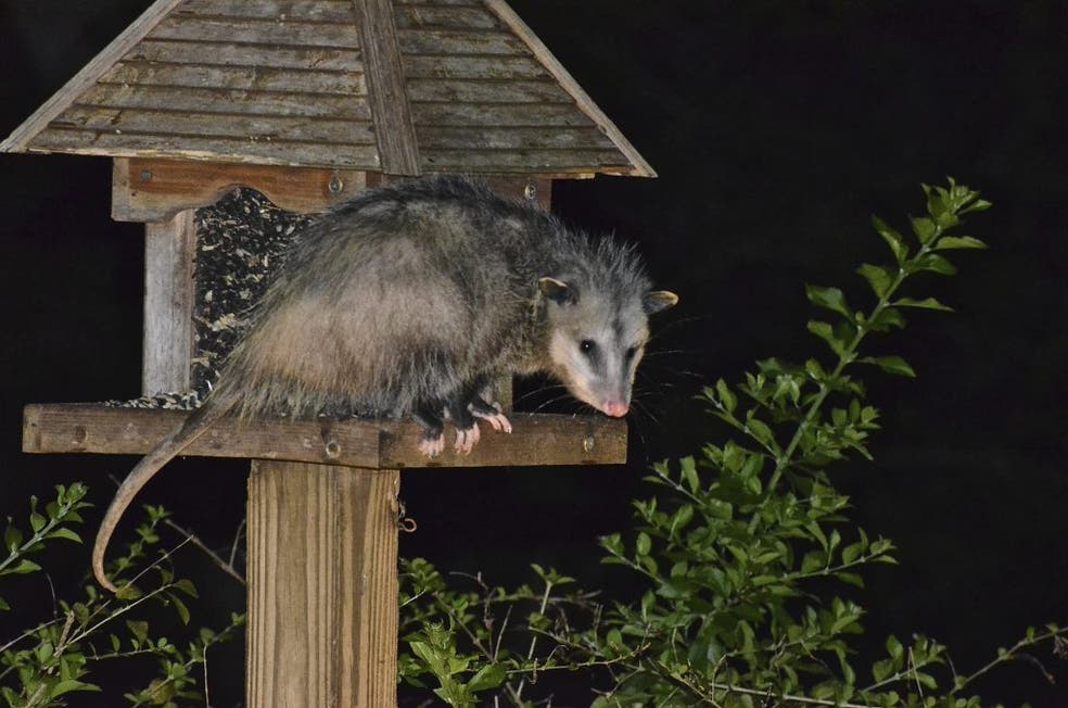 Photo of the Day Playing Possum Safety Harbor, FL Patch