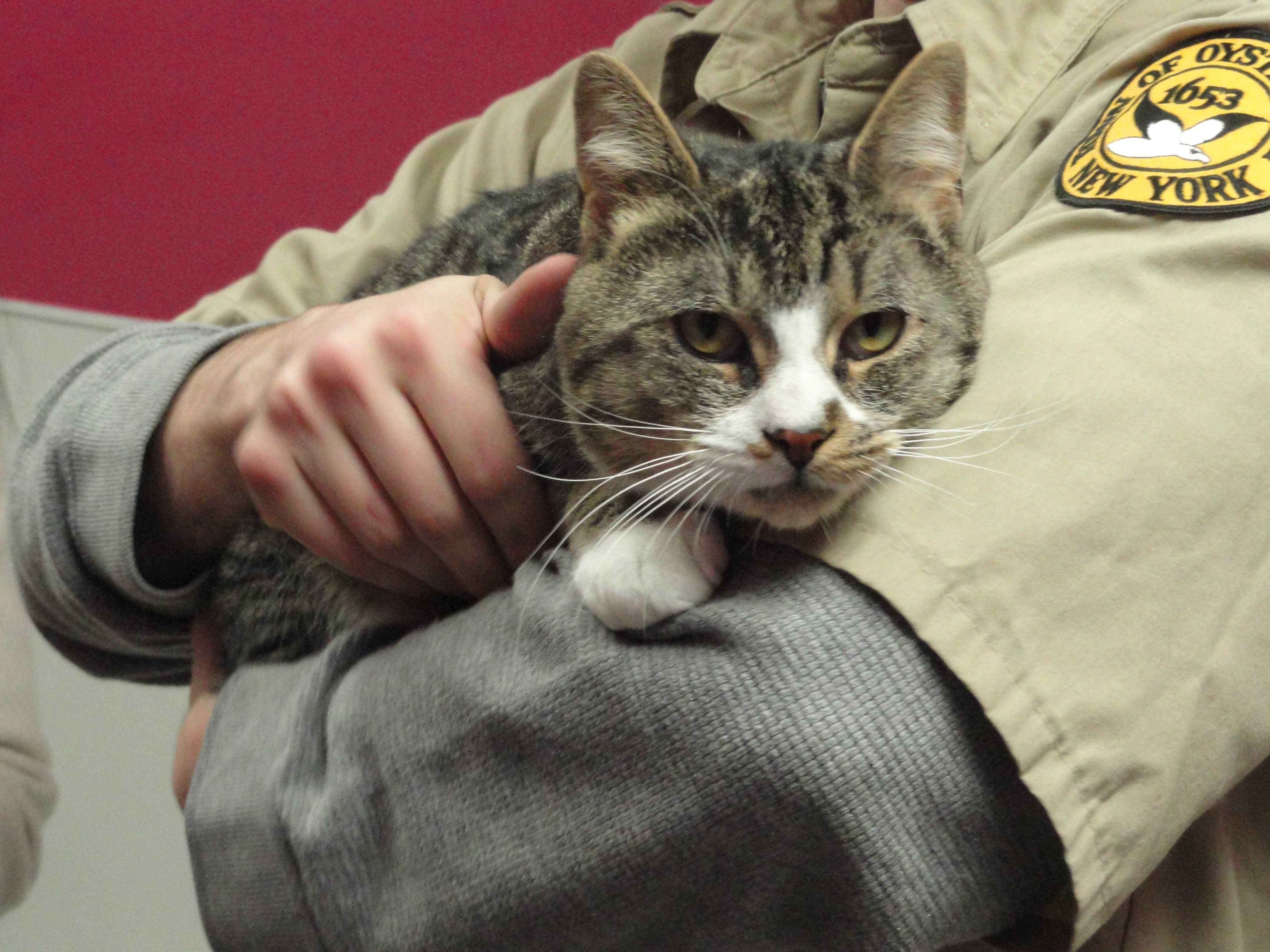 Patch Visits the Town of Oyster Bay Animal Shelter Syosset, NY Patch