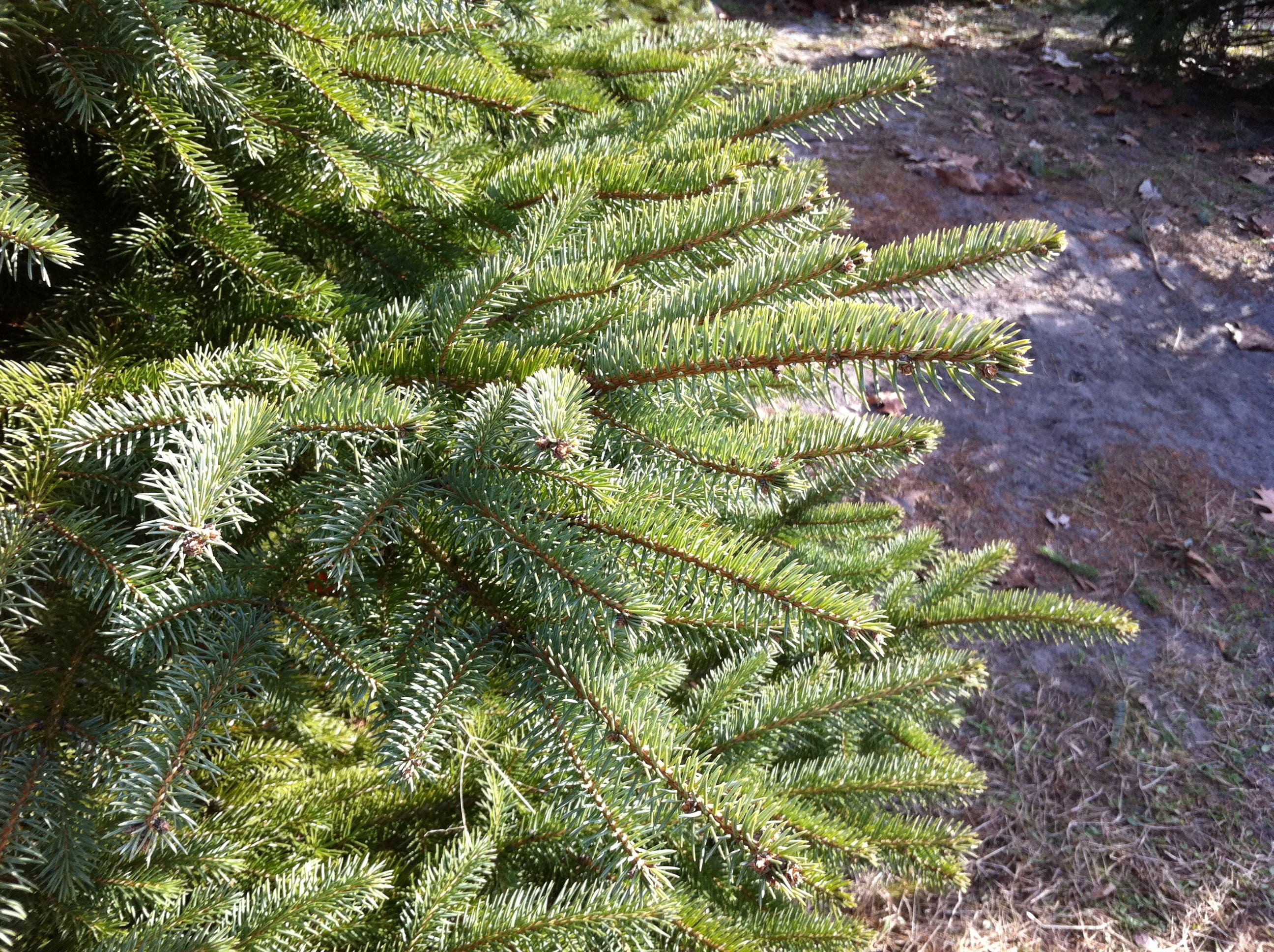 Galloway Road Compost Site Collecting Christmas Trees Galloway, NJ Patch