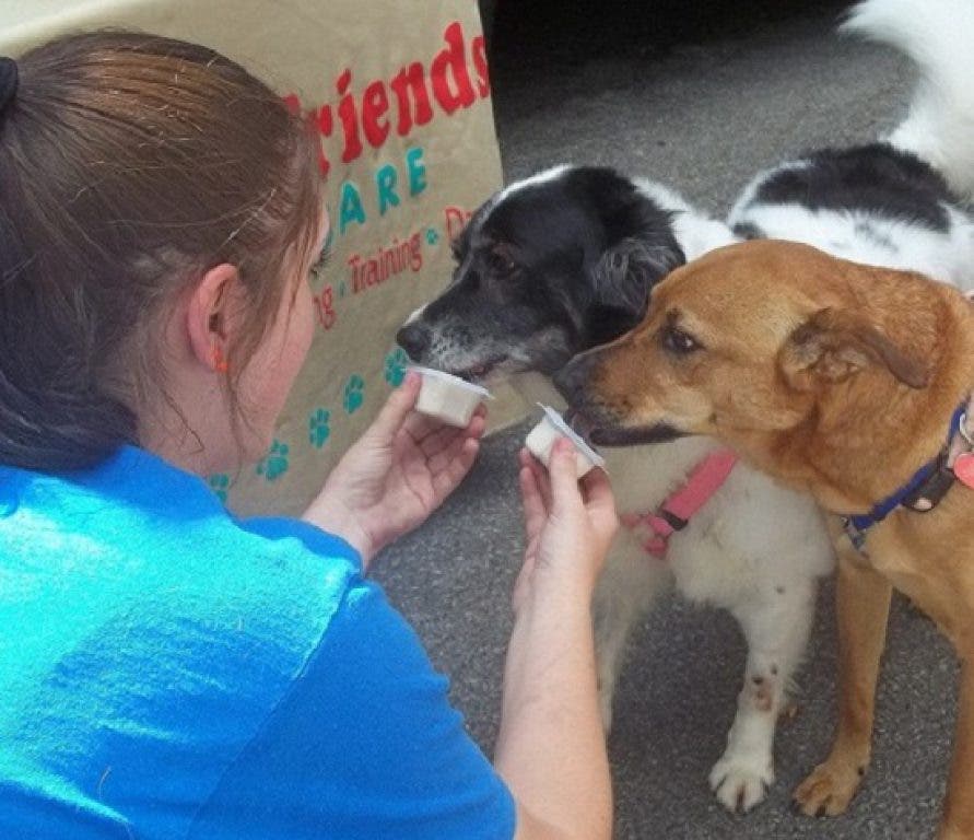 Free Doggy Ice Cream Treats Saturday At Best Friends Pet Care