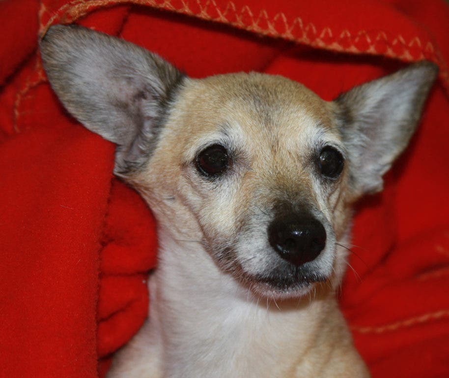 Ready, Set, Adopt! Shelter Animals Seeking 'Furever' Homes Wyandotte