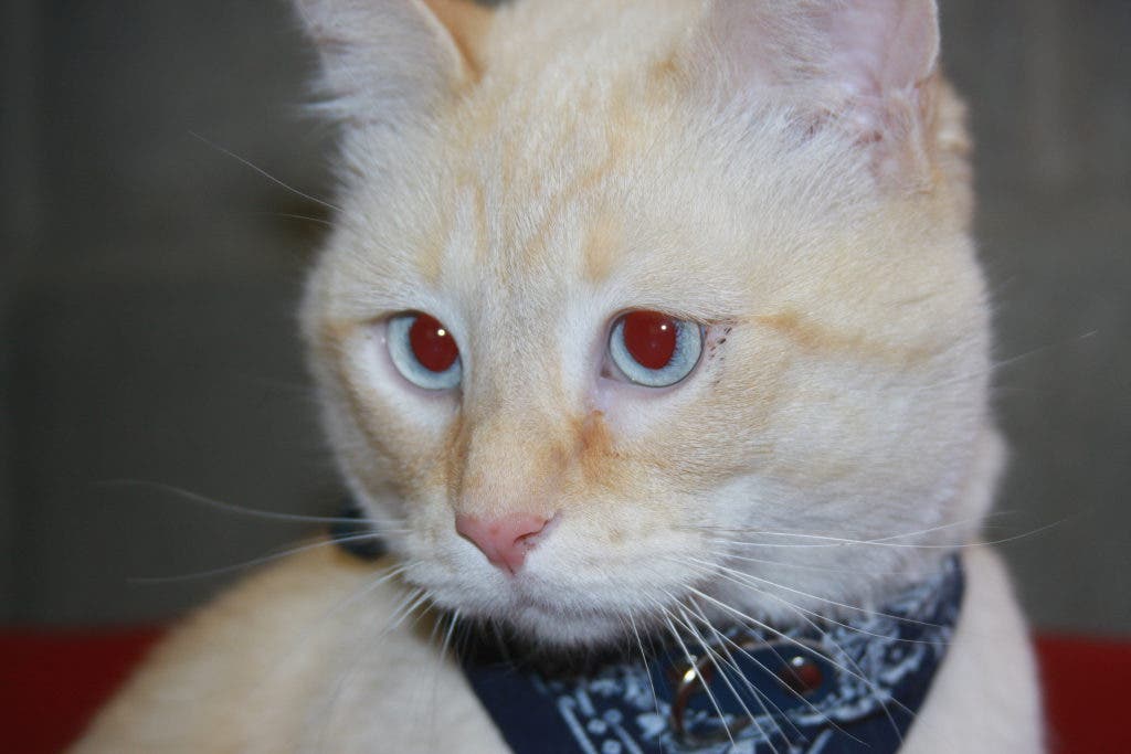 Ready, Set, Adopt! Shelter Animals Seeking 'Furever' Homes Wyandotte