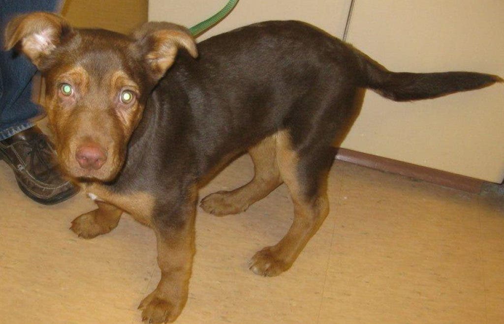 Ready, Set, Adopt! Shelter Animals Seeking 'Furever' Homes Wyandotte