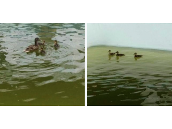 2015065579ce11da39f.png