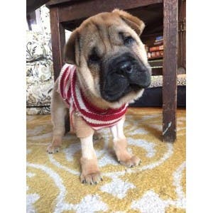 2015125672061659cfc.jpg