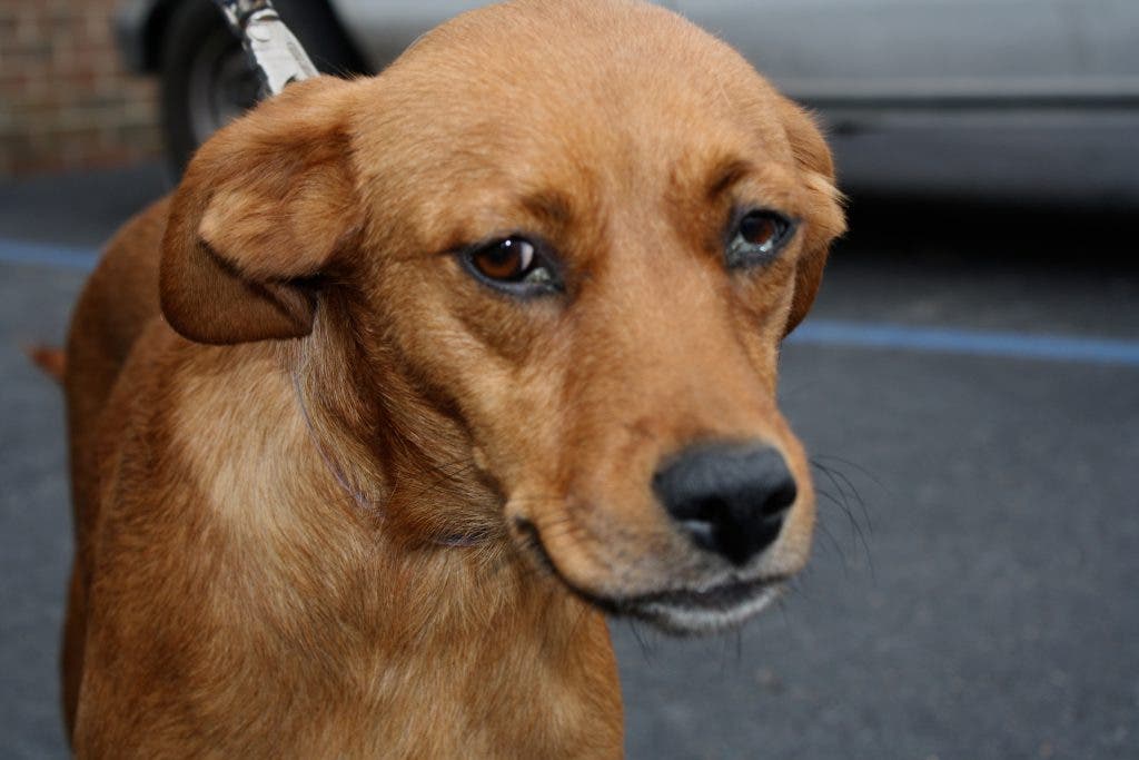 pets at home pooch and mutt
