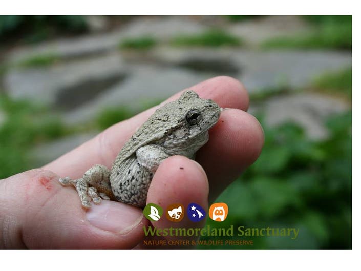 Amphibian Night Hike
