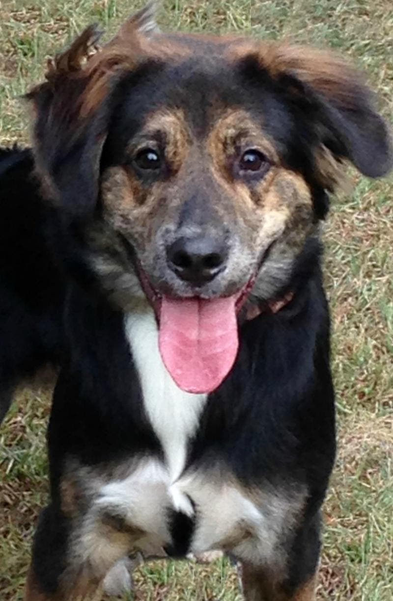 9 month old australian shepherd