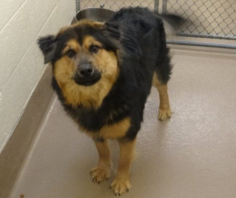 Dogs Available for Adoption Norcross, GA Patch