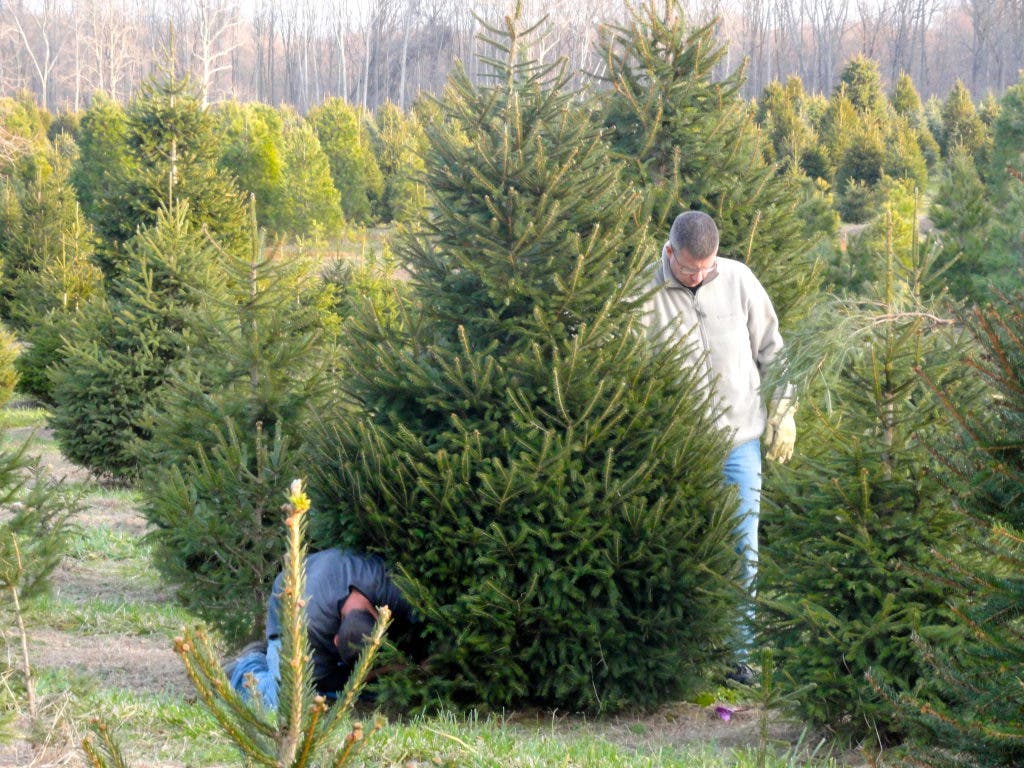 PHOTOS Chopping Down Christmas Trees in Monmouth County Matawan, NJ
