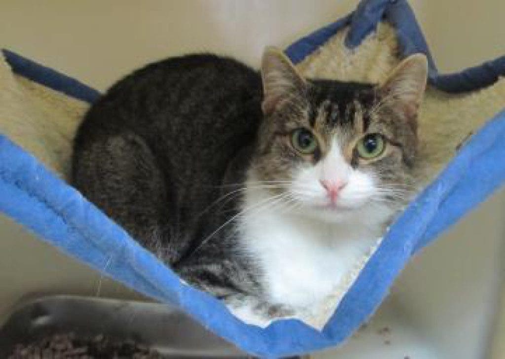 Cats To Adopt At Ozaukee Humane Society Port Washington WI Patch cats-to-adopt-at-ozaukee-humane-society-port-washington-wi-patch