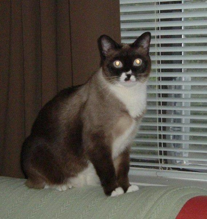 Lost CAT Kennesaw/Acworth Siamese markings Kennesaw, GA Patch