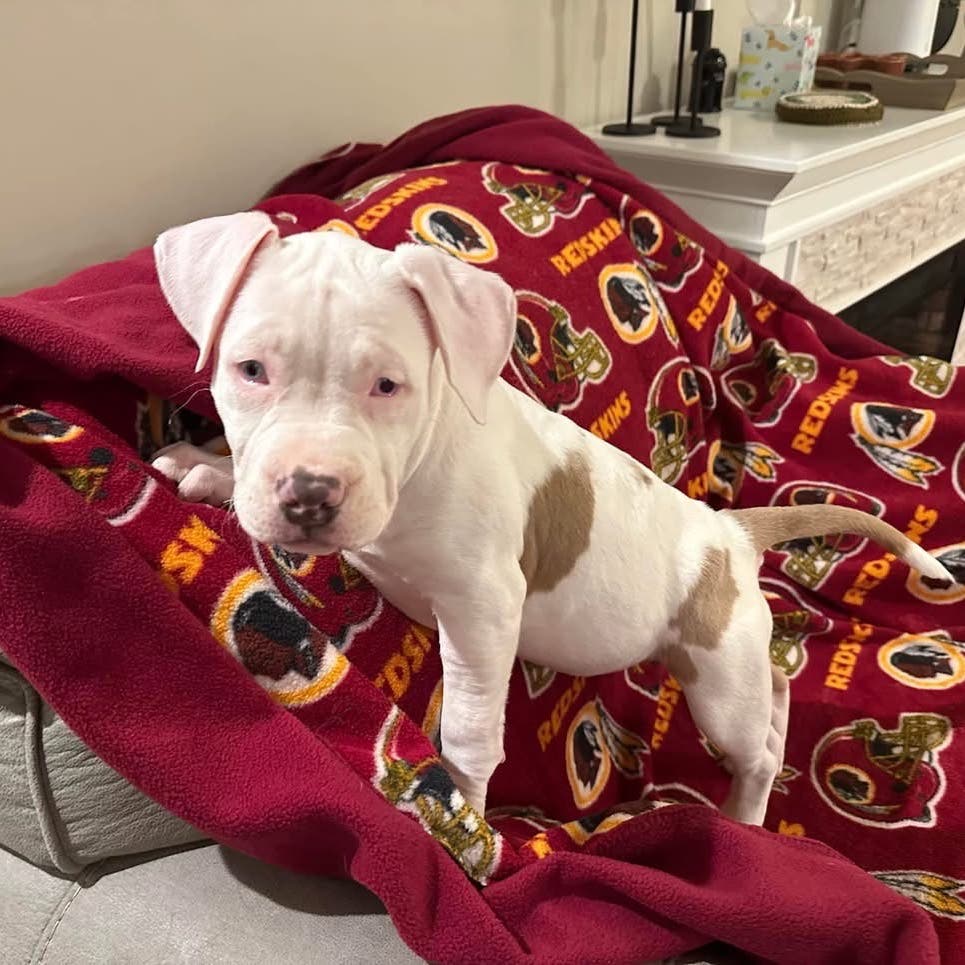 Old Dominion Humane Society Hosts Puppy Yoga on February 6