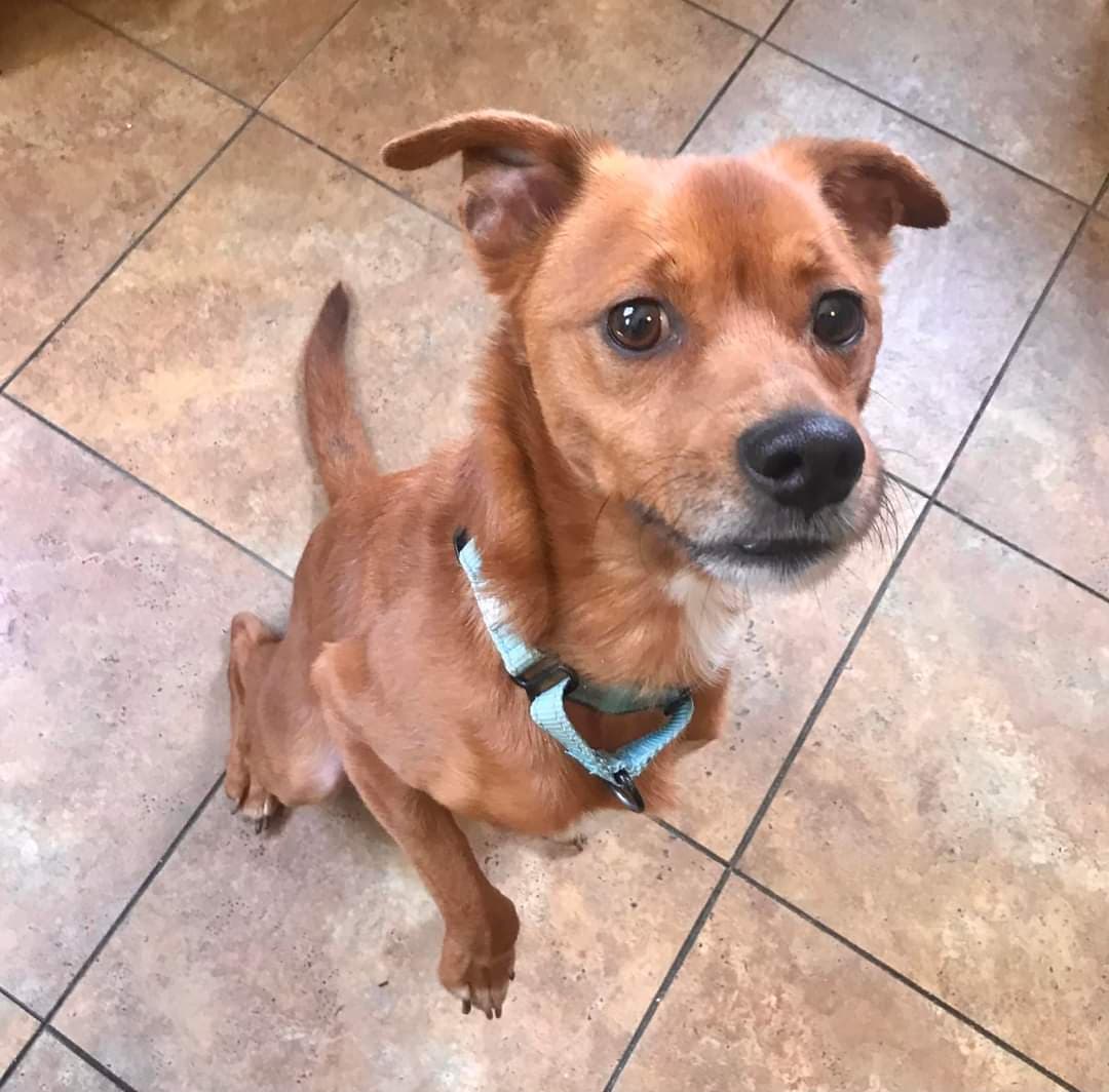 Old Dominion Humane Society at Dog Krazy Cosner's Corner on February 7, 14, 21 and 28