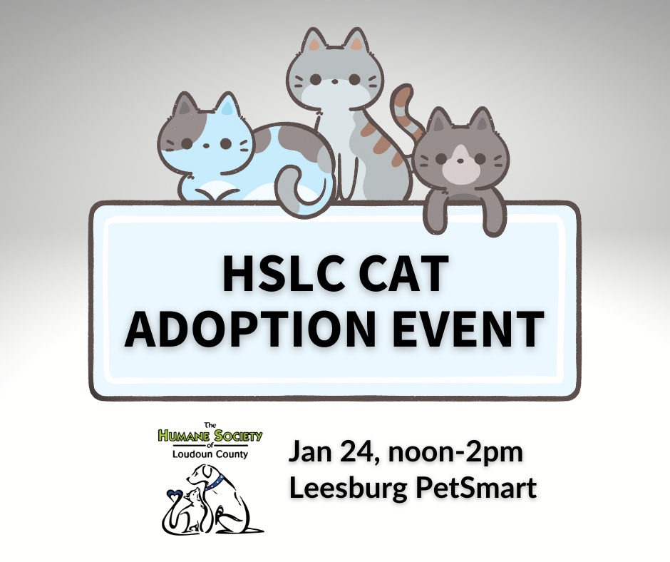 HSLC Cat Adoption Event
