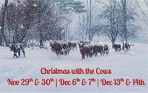 Christmas with the Cows
