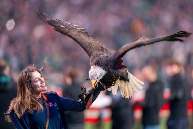 Here's The Story Behind That Bald Eagle That Soars Around The Linc ...