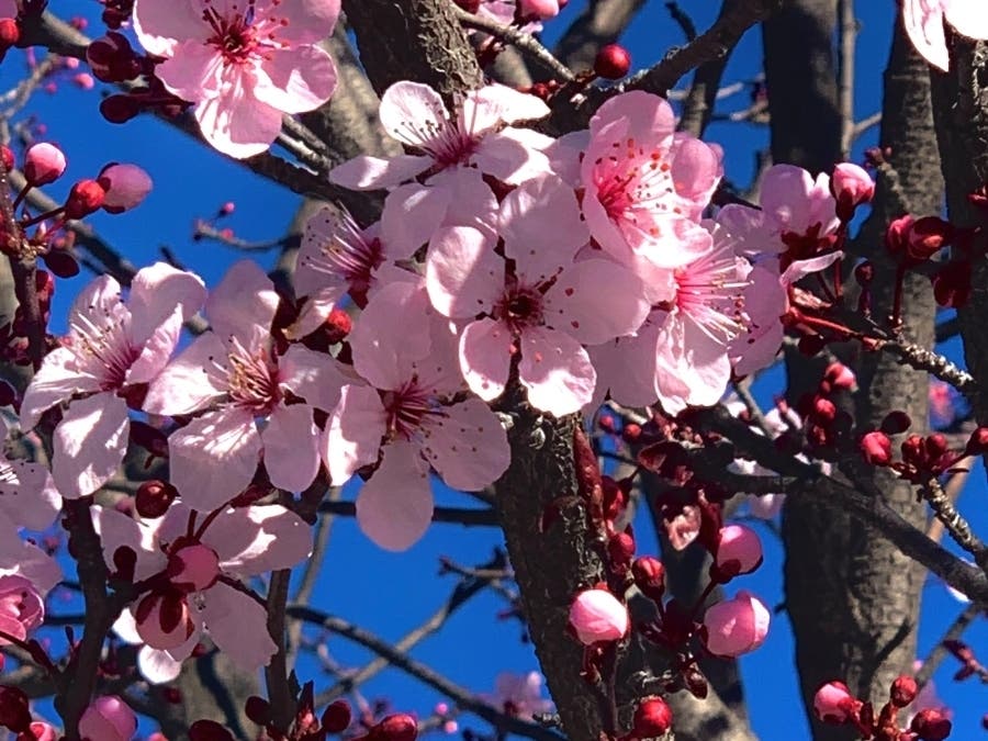 A tree blossoms at James Logan High School in Union City, Calif.