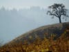 A lone tree stands on a hill charred in the Kincade Fire near Healdsburg, Calif., Thursday, Oct. 31, 2019.