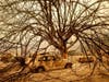 Burned vehicles rest beneath a tree after the LNU Lightning Complex fires tore through Vacaville, Calif., on Wednesday, Aug. 19, 2020