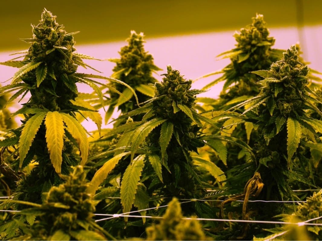 Recreational marijuana legalization is progressing fast in Pennsylvania. 