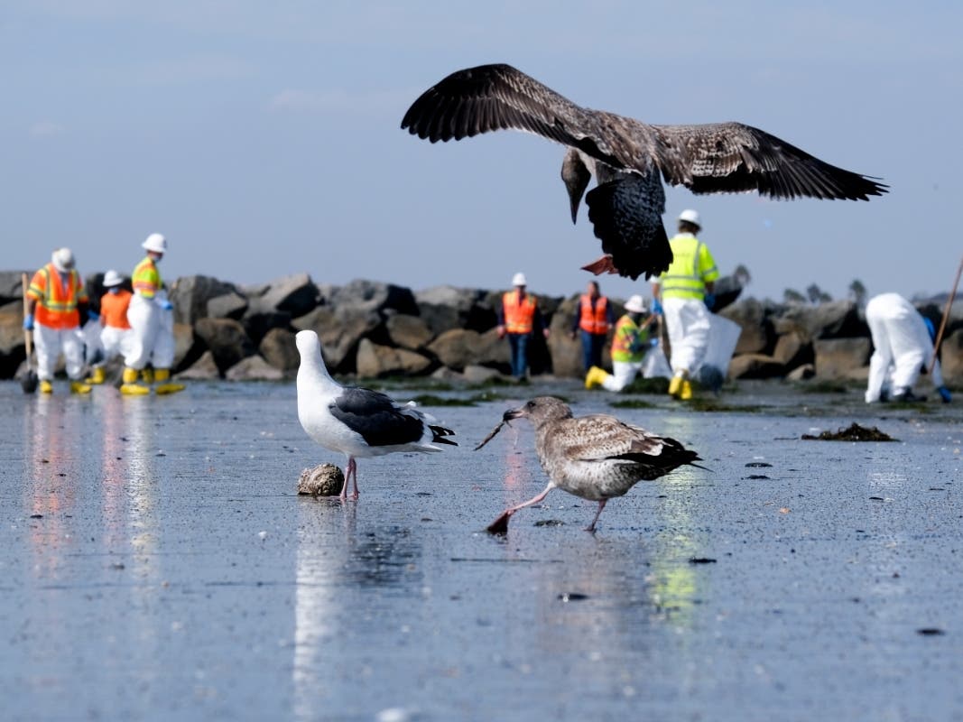 Birds are seen as workers in protective suits clean the contaminated beach after an oil spill in Newport Beach, Calif., on Wednesday, Oct. 6, 2021. 