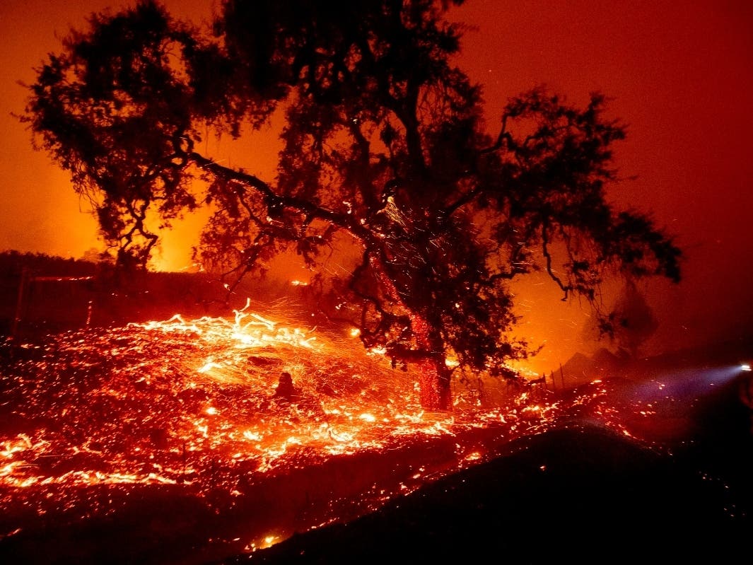 Embers fly from a tree as the Kincade Fire burns near Geyserville, Calif., on Thursday, Oct. 24, 2019. 
