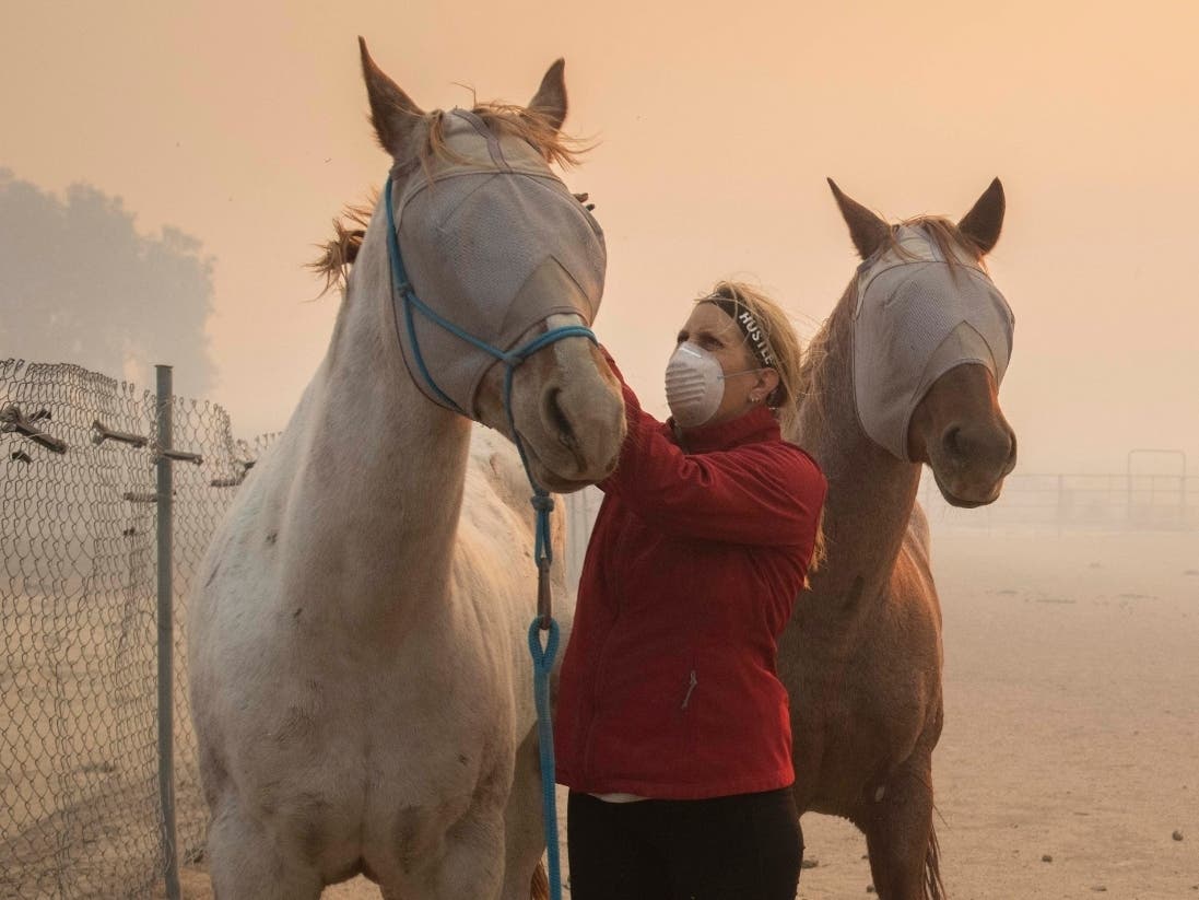 Volunteers help evacuate horses during the Easy Fire on Wednesday in Simi Valley, California.