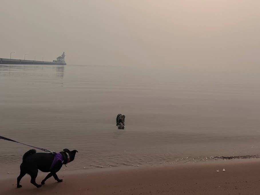 A dog walks along the shores of Lake Superior amid heavy wildfire smoke Thursday, July 16, 2026, in Duluth, Minn.