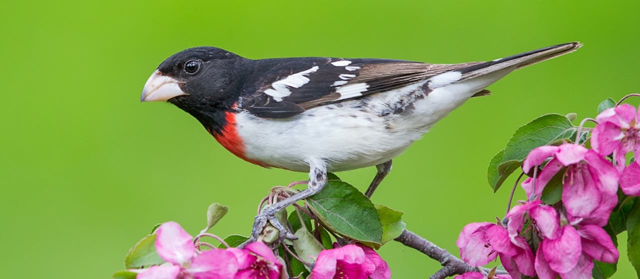 Spring Bird Breakfast