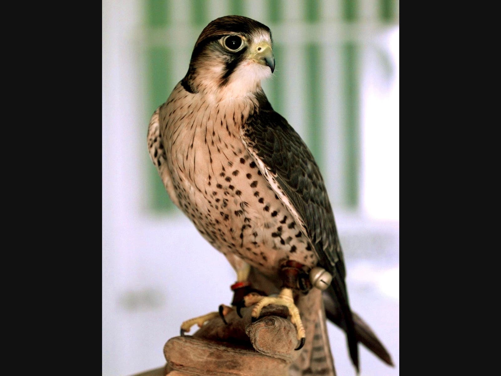 A mere day after Grinnell, the longtime partner of Annie the famed Berkeley peregrine falcon, was found dead, Annie began cavorting with a new paramour, observers said Friday.