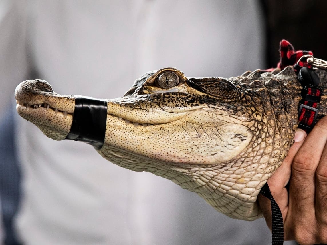 Chance the Snapper was captured and relocated after nearly a week in the Humboldt Park lagoon.