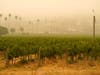 In this Sept. 10, 2020, file photo, smoke and haze from wildfires hovers over a vineyard in Sonoma, Calif.