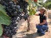 Anita Oberholster, enology epecialist at the University of California, Davis, examines wine grapes in the university's research vineyard in Davis.