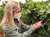 Christine Clair, winery director of Willamette Valley Vineyards, examines a cluster of pinot noir grapes at the winery's estate vineyard on Thursday, Sept. 17, 2020, in Turner, Ore.