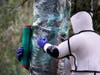 Wearing protective suits, Washington State Department of Agriculture workers finish wrapping a tree in plastic after working to eradicate a nest inside of Asian giant hornets Saturday, Oct. 24.