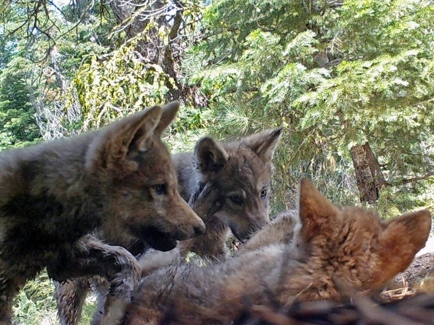 Trump administration officials on Thursday stripped Endangered Species Act protections for gray wolves in most of the U.S., ending longstanding federal safeguards and putting states in charge of overseeing the predators.