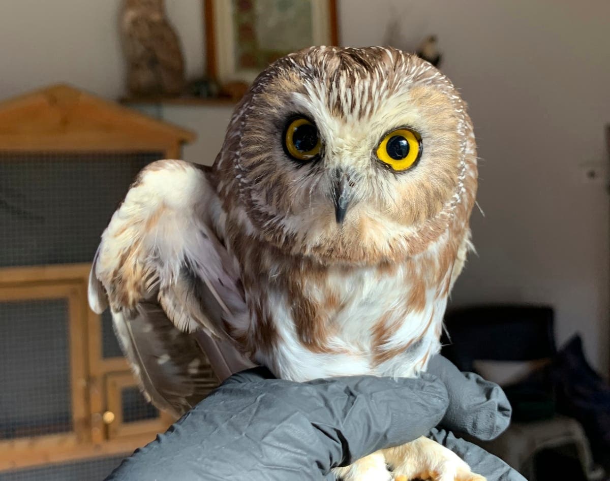 The owl found in the Rockefeller Center Christmas tree is set to be released.