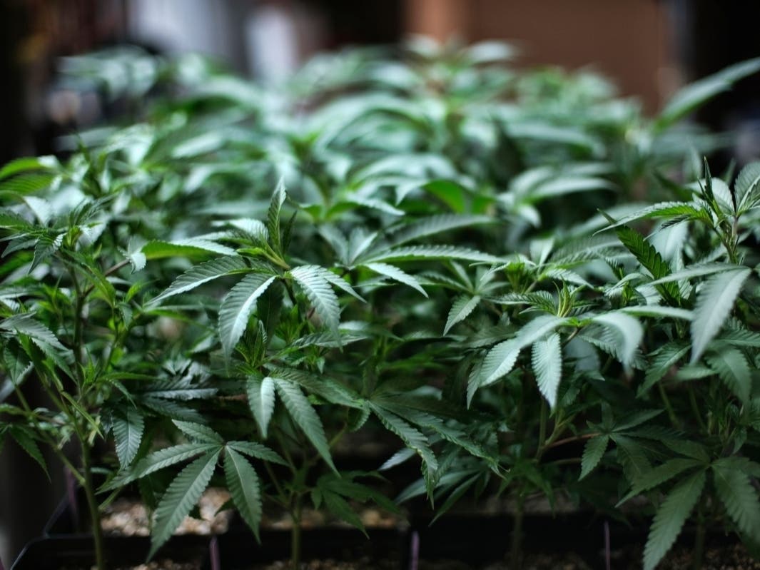 The House voted Friday to decriminalize and tax marijuana at the federal level, reversing what supporters called a failed policy of criminalization of pot use and taking steps to address racial disparities in enforcement of federal drug laws.​