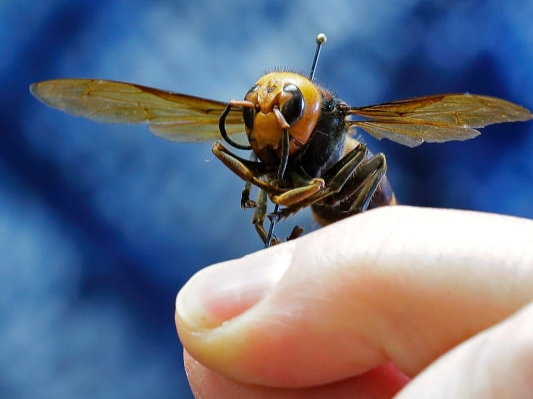 In this May 4, 2020, file photo, an Asian giant hornet from Japan is held on a pin by Sven Spichiger, an entomologist with the Washington state Dept. of Agriculture in Olympia, Wash.