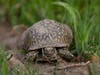 An ornate box turtle is found May 6 at the Nachusa Grasslands, near Franklin Grove in Lee County, Illinois.