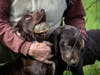 Dog handler John Rucker collects an ornate box turtle that one of his Boykin spaniels located and brought to him.