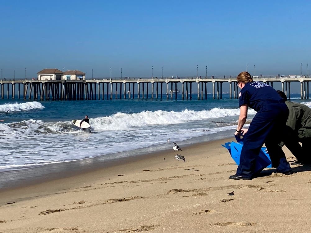 Officials release birds after they were treated for oiling and have now recovered from the Huntington Beach, Calif., shore on Wednesday, Oct. 20, 2021.