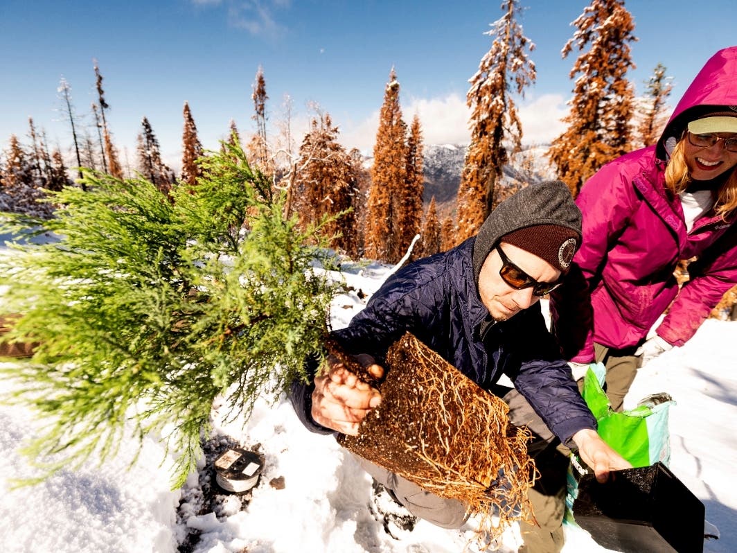 Tom Wall and Rachel Leitz, volunteers with Archangel Ancient Tree Archive, plant a sequoia seedling Oct. 26 in Sequoia Crest, California, where extraordinary measures are being taken to save giant sequoias that were once considered nearly fireproof.