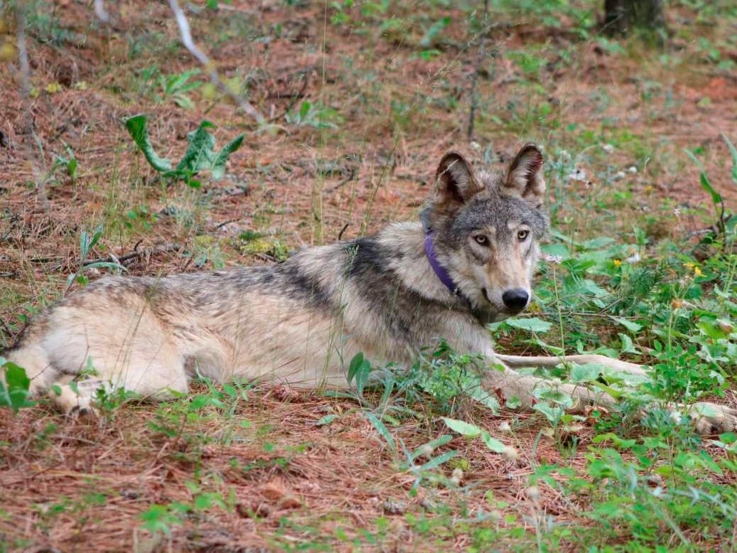 This February 2021 released by California Department of Fish and Wildlife, shows a gray wolf OR93, near Yosemite, Calif. 