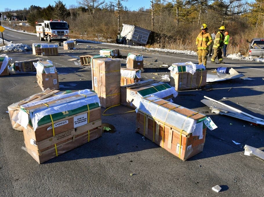 Crates holding live monkeys are scattered across the westbound lanes of state Route 54 at the junction with Interstate 80 near Danville on Friday after a pickup pulling a trailer carrying the monkeys was hit by a dump truck. 