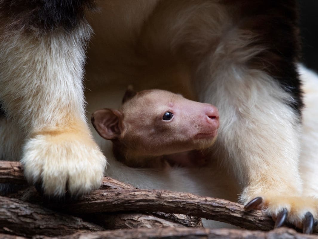 A Matschie's tree kangaroo emerges from its mother's pouch on April 18 at the Bronx Zoo in New York. 