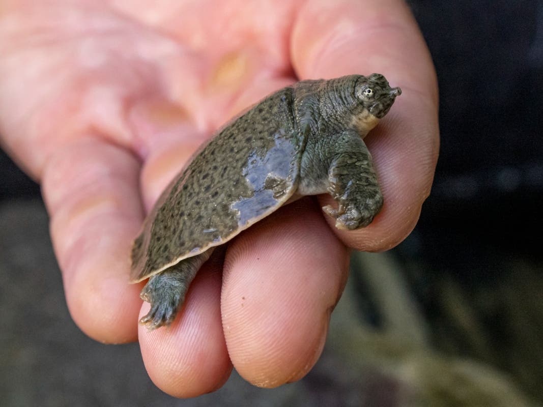 This Aug. 16, 2022, photo provided by San Diego Wildlife Alliance, shows an Indian narrow-headed softshell turtle at the San Diego Zoo.