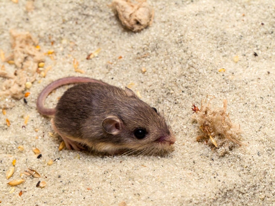 This Dec. 16, 2022, photo provided by the San Diego Zoo Wildlife Alliance shows a Pacific pocket mouse named Sir Patrick Stewart. On Wednesday, Stewart received a Guinness World Records title for longevity for being the oldest living mouse in captivity.